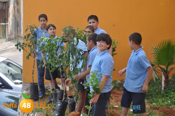 ashjar 7san 3arafa (5).JPG